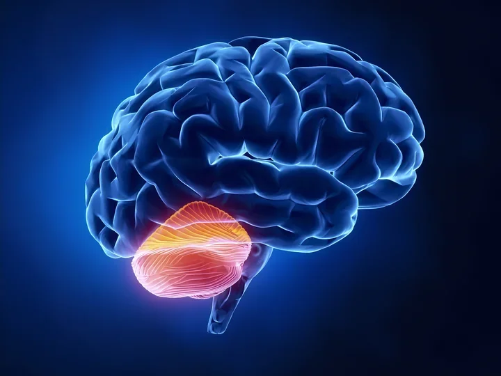 A brain with the cerebellum highlighted.