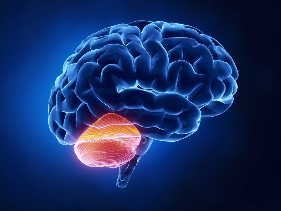 A brain with the cerebellum highlighted.